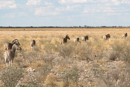 Zebra - Etosha