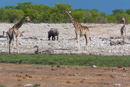 Giraffe - Etosha