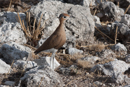 Burchells Courser - Etosha