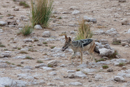 Jackal - Etosha