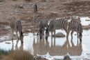 Zebra - Etosha