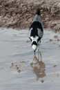 Blacksmith Lapwing - Etosha