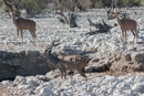 Kudu - Etosha