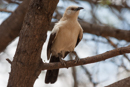 Pied Babbler - Otjiwarongo