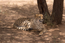 Cheetah - Cheetah Conservation Foundation