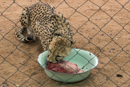 Cheetah - Cheetah Conservation Foundation