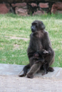 Baboon - Waterberg Plateau