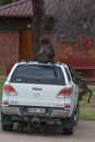 Baboon - Waterberg Plateau