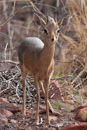 Damara Dik-dik - Waterberg Plateau