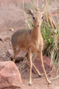 Damara Dik-dik - Waterberg Plateau