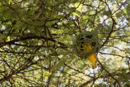 Weaver Bird - Waterberg Plateau