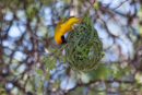 Weaver Bird - Waterberg Plateau