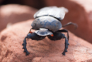 Dung Beetle - Waterberg Plateau