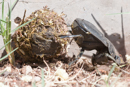 Dung Beetle - Waterberg Plateau