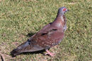 Speckled Pigeon