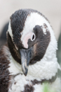 African Penguin - Boulders Beach