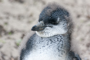 African Penguin - Boulders Beach