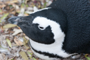 African Penguin - Boulders Beach