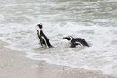 African Penguin - Boulders Beach