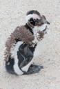 African Penguin - Boulders Beach