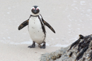 African Penguin - Boulders Beach