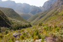 Fynbos