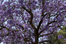 Jacaranda - Stellenbosch