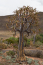 Karoo Botanical Garden