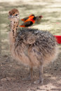 Ostrich - Oudtshoorn