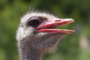 Ostrich - Oudtshoorn