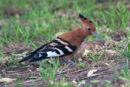 Hoopoe - Oudtshoorn