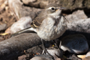 Cape Wagtail - Oudtshoorn