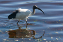 Sacred Ibis - Knysna