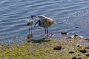 Sacred Ibis - Knysna