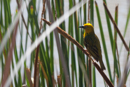 Weaver Bird - Botelierskop Game Reserve