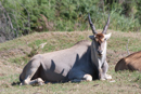 Eland - Botelierskop Game Reserve