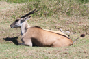 Eland - Botelierskop Game Reserve