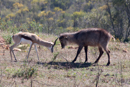Springbok and Waterbuck - Botelierskop