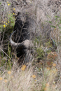 Buffalo - Botelierskop Game Reserve