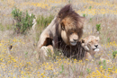 Lions - Botelierskop Game Reserve