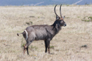 Waterbuck - Botelierskop Game Reserve