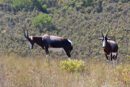 Bontebokg - Botelierskop Game Reserve