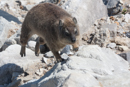 Rock Hyrax - Hermanus