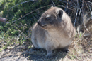 Rock Hyrax - Hermanus