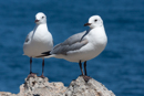 Hartlaub's Gull - Hermanus