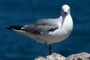 Hartlaub's Gull - Hermanus