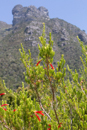 Kirstenbosch Gardens