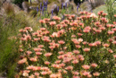 Kirstenbosch Gardens