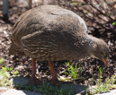 Cape Spurfowl - Kirstenbosch