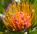 Kirstenbosch Gardens